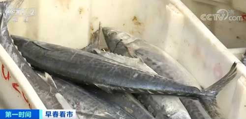 浙江舟山 年后首批新鮮漁獲運抵碼頭 水產(chǎn)交易繁忙